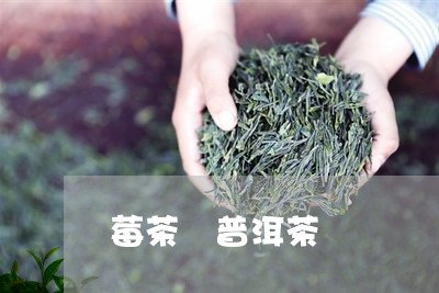 莓茶 普洱茶/2023042822070